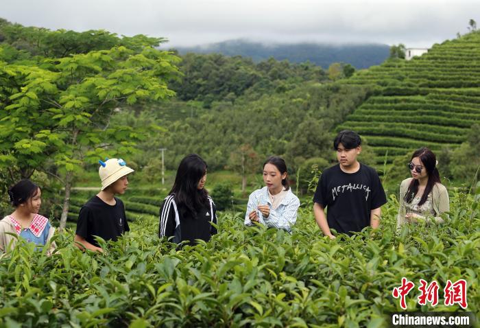 图为老挝华裔新生代聆听茶艺师(右三)讲解普洱茶知识。黄兴鸿 摄 图为老挝华裔新生代聆听茶艺师(右三)讲解普洱茶知识。黄兴鸿 摄