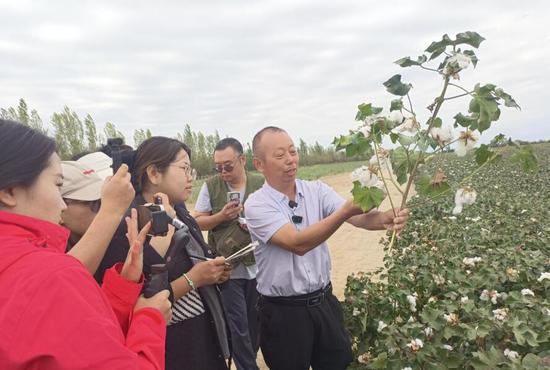 9月7日,共青团农场农业和林业草原中心高级农艺师向媒体记者介绍棉花品质情况。糟玉琴 摄 9月7日,共青团农场农业和林业草原中心高级农艺师向媒体记者介绍棉花品质情况。糟玉琴 摄