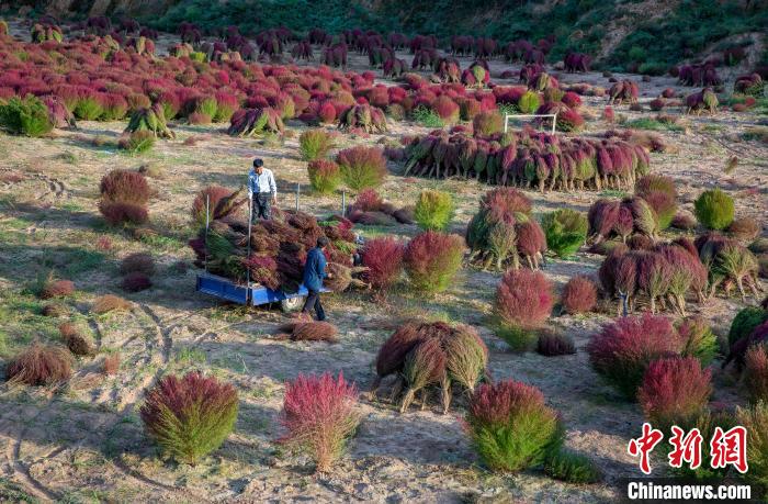 金秋时节,山西柳林贾家垣乡曹家沟村迎来一场别开生面的丰收盛宴。 王凤云 摄 金秋时节,山西柳林贾家垣乡曹家沟村迎来一场别开生面的丰收盛宴。 王凤云 摄